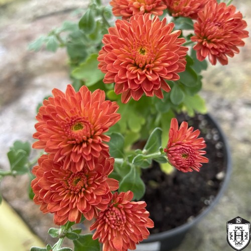 Chrysanthemum 'Bronzekrone' - Krüsanteem 'Bronzekrone' P9/0,55L